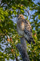 Red-tailed hawk (Buteo jamaicensis) at Bird Rookery Swamp, Naples, Florida