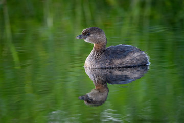 Pied-billed grebe (Podilymbus podiceps) and reflection at Bird Rookery Swamp, Naples, Florida