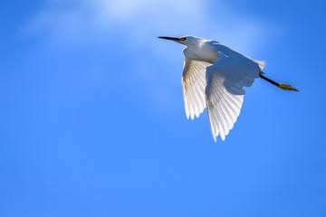 Snowy egret (Egretta thula) in flight at J. N. 