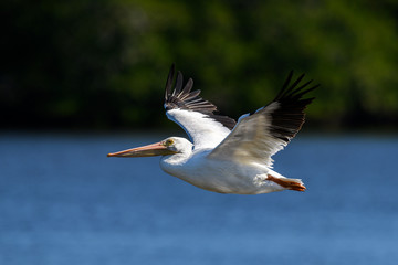 Fototapeta na wymiar American white pelican (Pelecanus erythrorhynchos) in flight at J. N. 