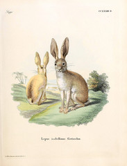 Illustration of rabbits