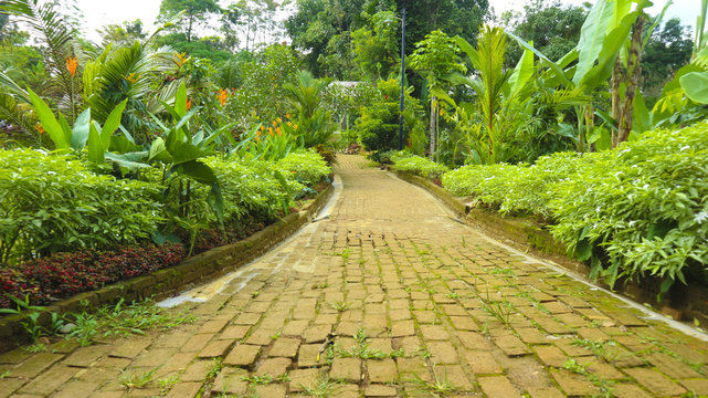 road in the green garden photography