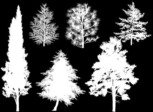 six coniferous tree silhouettes isolated on black
