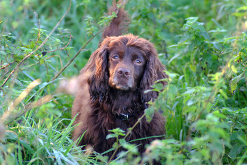 Cocker
