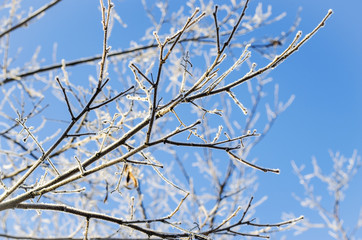 morning frost on the branches of a tree
