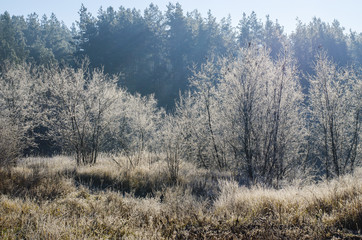 winter landscape in the early morning