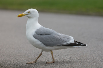 Large sea gull walking on asphalt