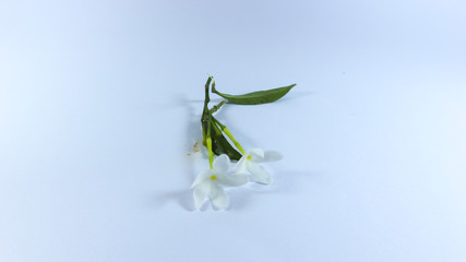 white flower isolated background photography