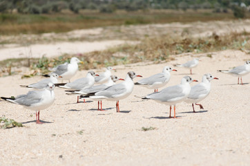 seagulls on a sandy beach close-up