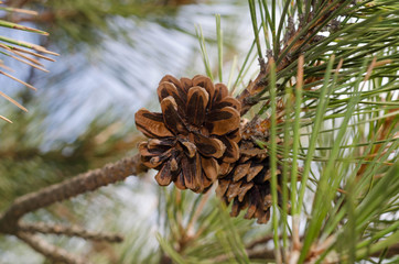Crimean pine close-up, pine cones