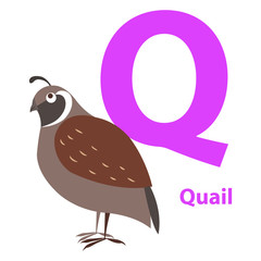 Brown Quail on Alphabet Card with Letter Q Flat
