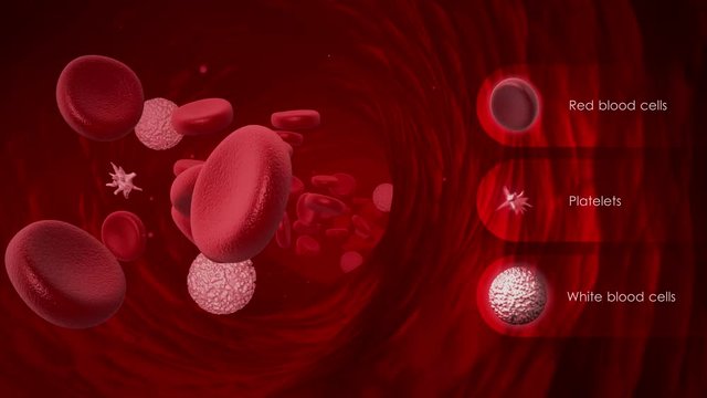 Blood cells traveling in vein with explanation for different cells
