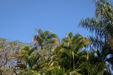 Fototapeta na wymiar Tropical trees background with clear blue sky and palm trees leaves
