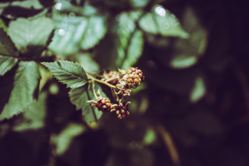 Fototapeta na wymiar Blackberry plant with berries in the garden. Selective focus.