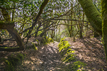 Loch Hyne nature reserve Ireland