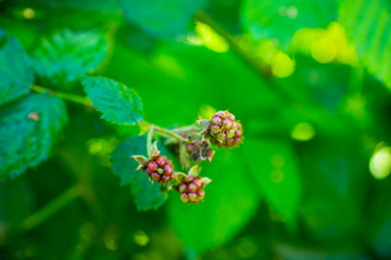 Blackberry plant with berries in the garden. Selective focus.