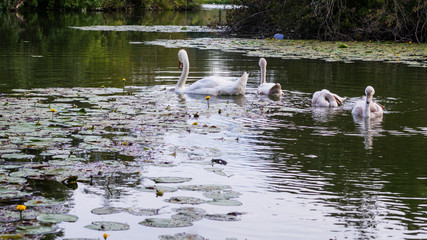 Swan familly in a pond swiming.