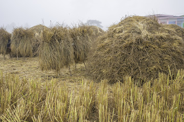 pile of dry rice straw in the misty field prepare to collect the rice grain