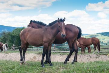 Obraz premium Two horses in a herd graze on the grass in a village