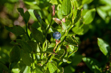 Wild blueberry surrounded by green leaves