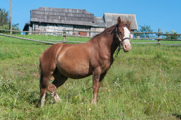 Horse is grazing off the grass in a village