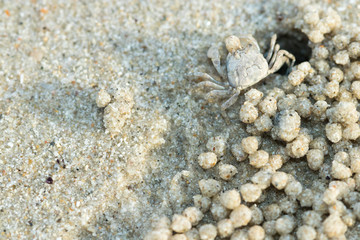 crab