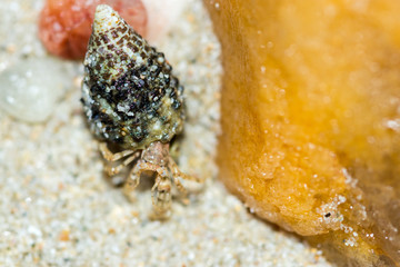 hermit crab