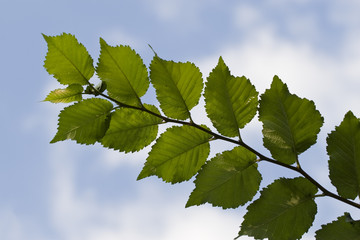 Fototapeta premium Hainbuchenblätter