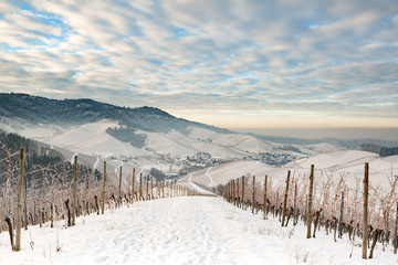 Fototapeta na wymiar Durbacher Reben im Winter