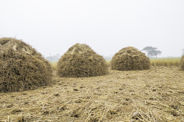 three rice straw piles shine up and waiting for harvesting the rice grain in the misty field