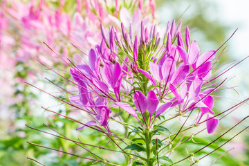 Tropical flowers, purple cleome or spider flower.