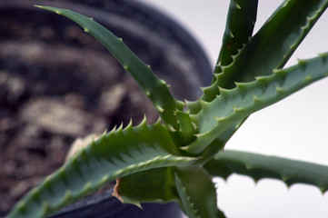 Aloa vera close up phogoraphy. Macro photography.