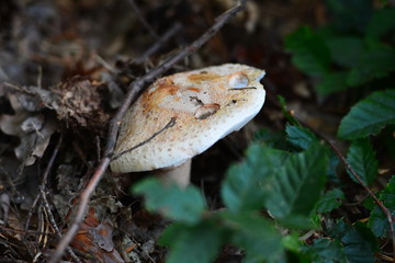 white mushroom on a soil close up