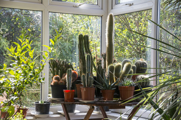 Cacti in a Conservatory