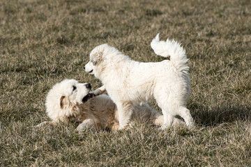 An adult and juvenile pyrenees dogs playing.