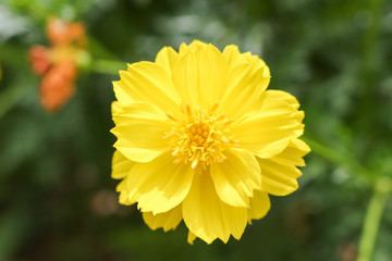 yellow flower on green nature background