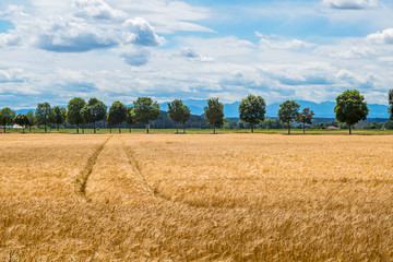 Fototapeta premium a barley field in agriculture