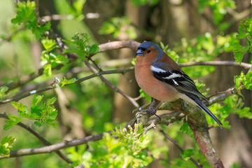 Chaffinch