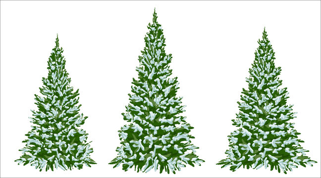 Firs in the snow. A set of Christmas trees with snow. Isolated. Festive decor. Drawing. Christmas.