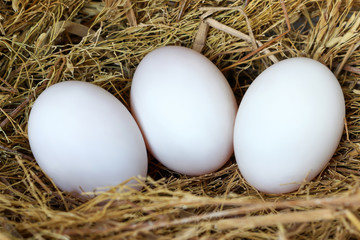 duck eggs on straw nest