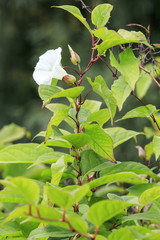Obraz premium Bindweed (Convolvulus arvensis)