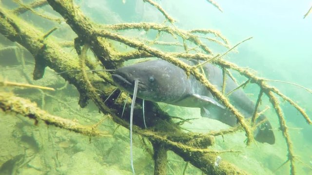 Underwater video of wels catfish also called sheatfish (silurus granis) guarding the fish aggs on the roots. Underwater footage of big European catfish from the beautiful lake. 