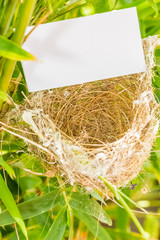 bristol carte de visite vierge sur nid d'oiseau vide 