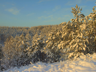 Pines snow covered