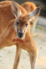 アカカンガルー