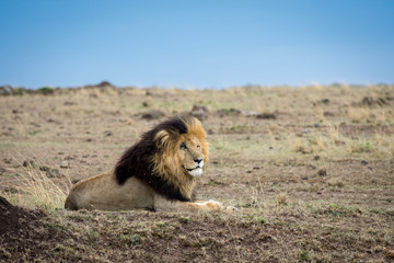 Male african lion