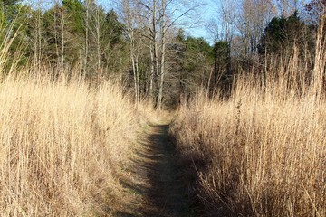 Obraz premium The tall grass prairie trail on a sunny autumn day.