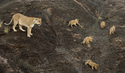 Lioness and cubs in Masai Mara