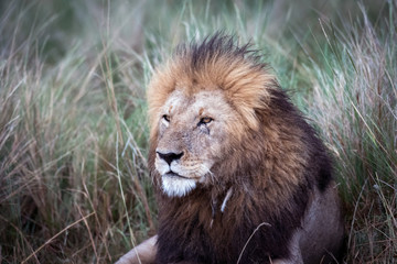 Plakat Male african lion