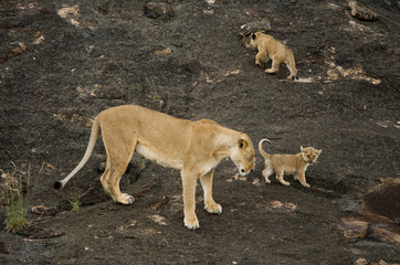 Lioness and cubs in Masai Mara